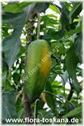 Mountain Papaya ، Champagne Fruit